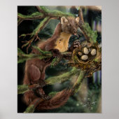 Europese pine Marten Poster (Voorkant)