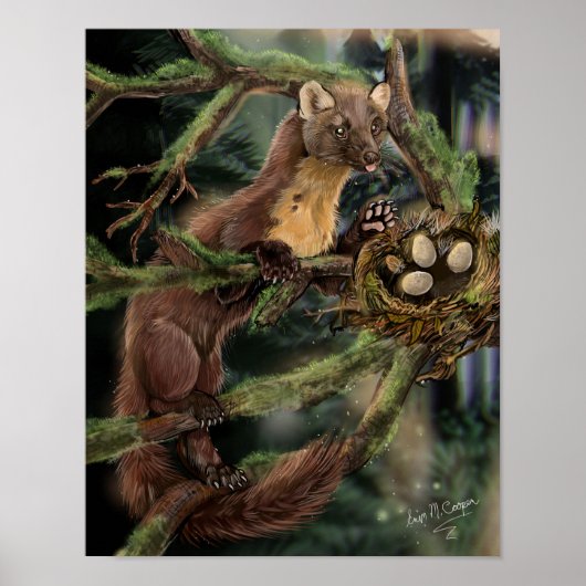 Europese pine Marten Poster (Voorkant)