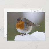 Europese Robin in sneeuwkaart Briefkaart (Voorkant / Achterkant)