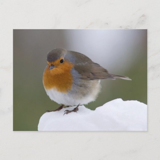 Europese Robin in sneeuwkaart Briefkaart (Voorkant)