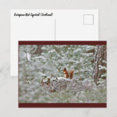 Europese Rode Eekhoorn Briefkaart (Voorkant / Achterkant)