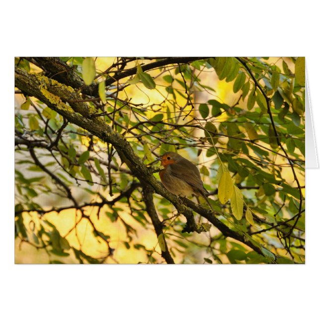 Europese roodborst (Voorkant Horizontaal)