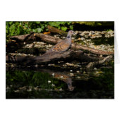 Europese schildpad (Voorkant Horizontaal)