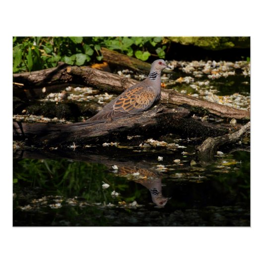 Europese schildpad poster (Voorkant)