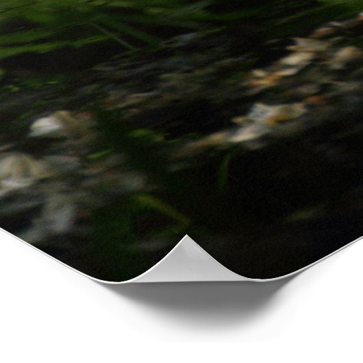 Europese schildpad poster (Hoek)