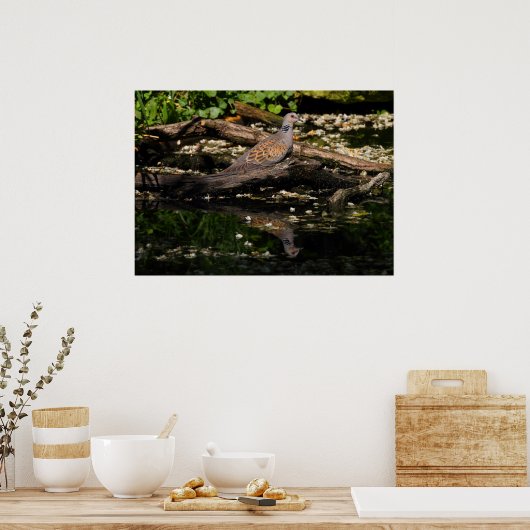 Europese schildpad poster (Keuken)