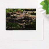Europese schildpad visitekaartjes (Bureau)