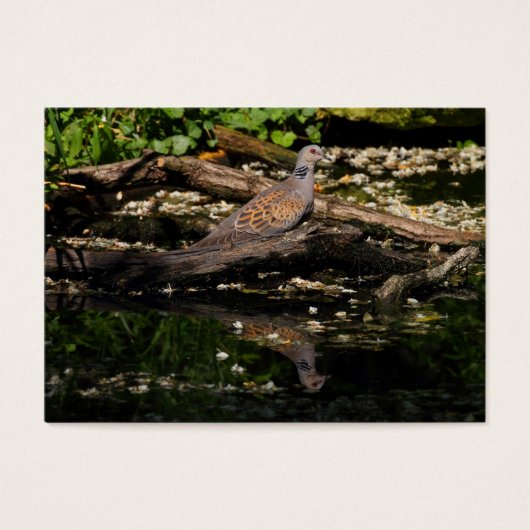 Europese schildpad visitekaartjes (Voorkant)