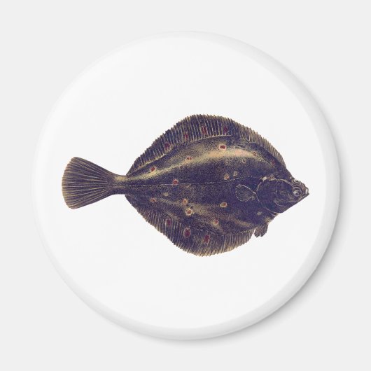 Europese schol magneet (Voorkant)