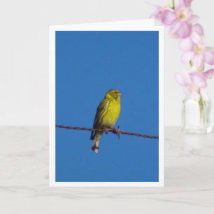 Europese Serin Vogelportret Kaart
