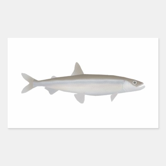 Europese smelt rechthoekige sticker (Voorkant)