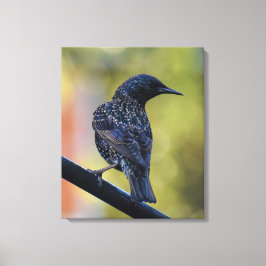 Europese Spreeuw Canvas Afdruk