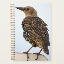 Europese Spreeuw Planner
