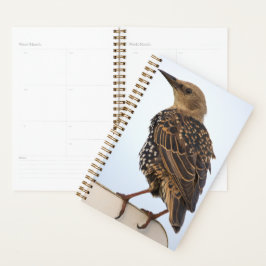 Europese Spreeuw Planner