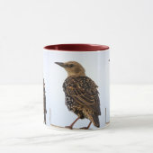 Europese Spreeuw Vogel Mok (Midden)