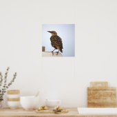 Europese Spreeuw Vogel Poster (Keuken)