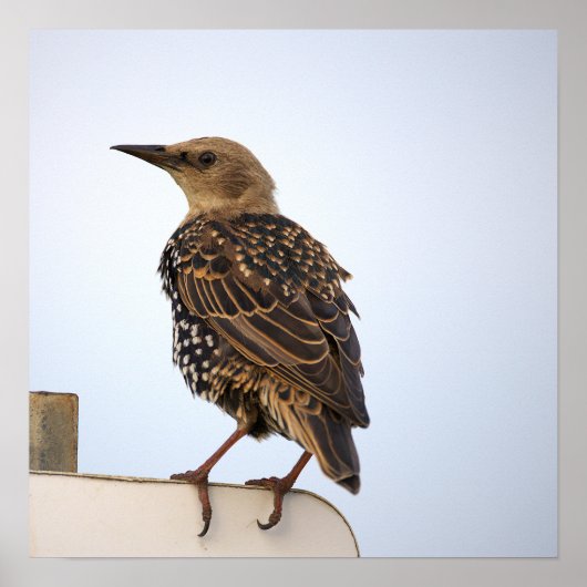 Europese Spreeuw Vogel Poster (Voorkant)