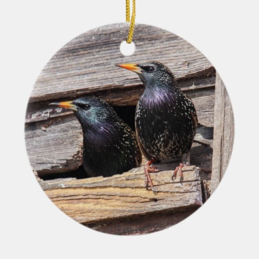Europese Starlings Keramisch Ornament (Voorkant)