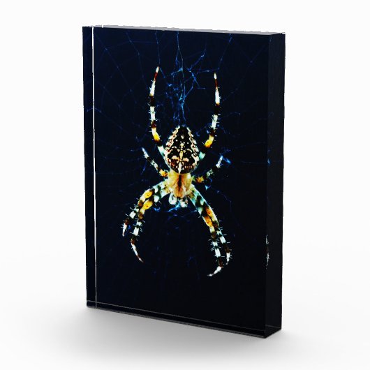 Europese Tuin Spin pbcnm Fotoblokken (Rechts)