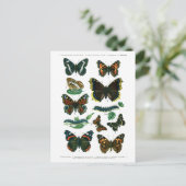 Europese Vlinders Bord III Briefkaart (Staand voorkant)