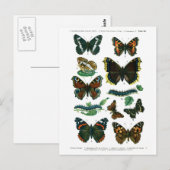 Europese Vlinders Bord III Briefkaart (Voorkant / Achterkant)