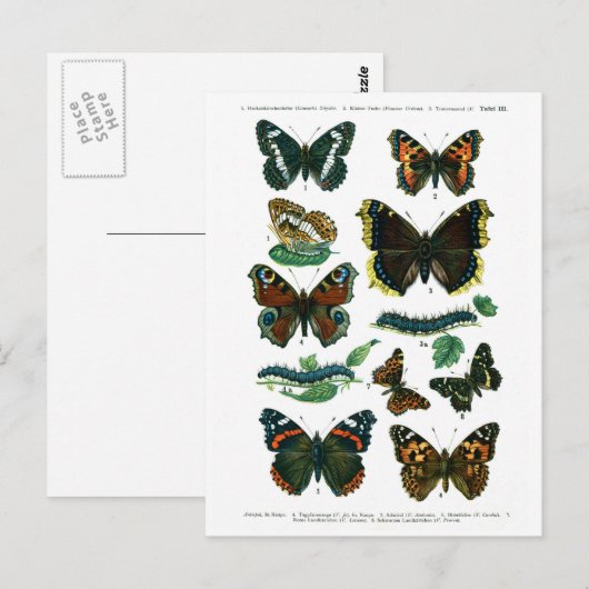 Europese Vlinders Bord III Briefkaart (Voorkant / Achterkant)