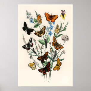 Europese Vlinders Vintage A3 A4 Kunstprint Poster