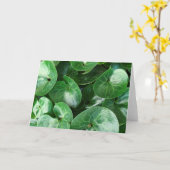 Europese wilde gember Plant glanzende bladeren clo Kaart (Gele Bloem)