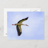 Europese witte ooievaar briefkaart (Voorkant / Achterkant)