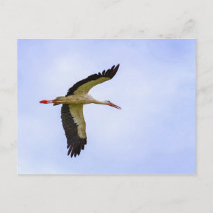Europese witte ooievaar briefkaart