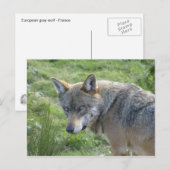 Europese Wolf Briefkaart (Voorkant / Achterkant)