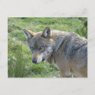 Europese Wolf Briefkaart