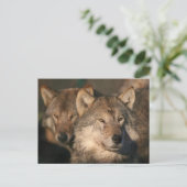 europese wolf briefkaart (Staand voorkant)
