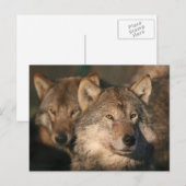 europese wolf briefkaart (Voorkant / Achterkant)