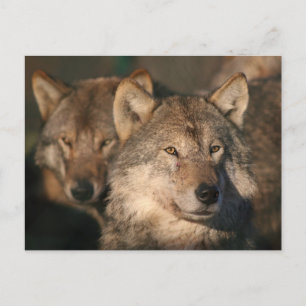 europese wolf briefkaart