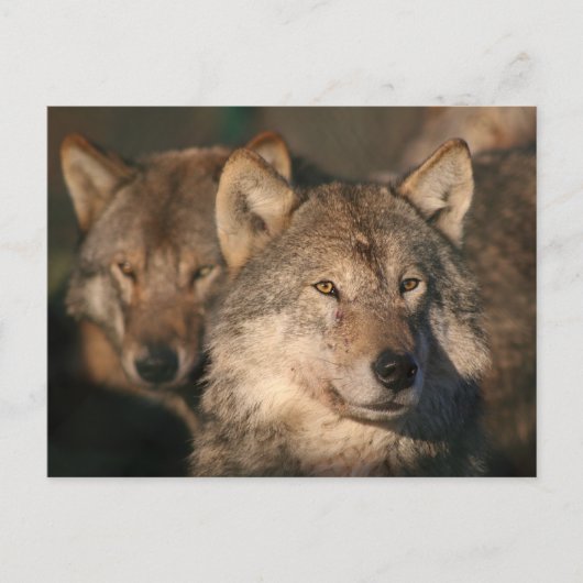 europese wolf briefkaart (Voorkant)