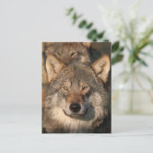 europese wolf briefkaart (Staand voorkant)