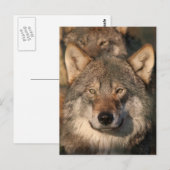 europese wolf briefkaart (Voorkant / Achterkant)