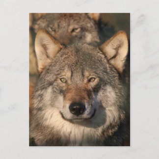 europese wolf briefkaart