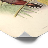 Eurylaimus Javanicus  Aziatische vogel Poster (Hoek)