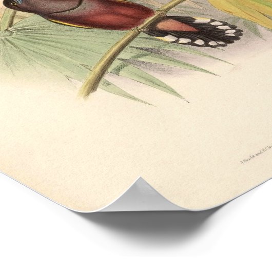 Eurylaimus Javanicus  Aziatische vogel Poster (Hoek)