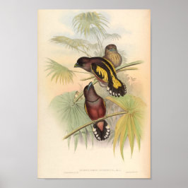 Eurylaimus Javanicus Aziatische vogel Poster