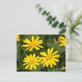 Euryops Daisy (Briefkaart) Briefkaart (Staand voorkant)