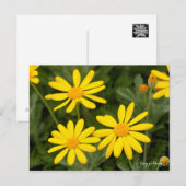 Euryops Daisy (Briefkaart) Briefkaart (Voorkant / Achterkant)
