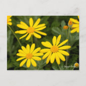 Euryops Daisy (Briefkaart) Briefkaart (Voorkant)