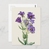  Eustoma russellianum Briefkaart (Voorkant / Achterkant)
