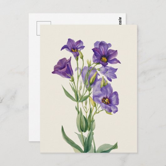  Eustoma russellianum Briefkaart (Voorkant / Achterkant)