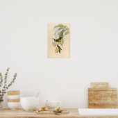  Eutoxeres Aquila Hummingbird Illustratie Poster (Keuken)