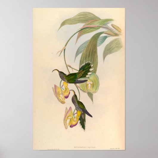  Eutoxeres Aquila Hummingbird Illustratie Poster (Voorkant)