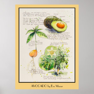 EVE Gepilde Avocado Botanische illustratie Poster